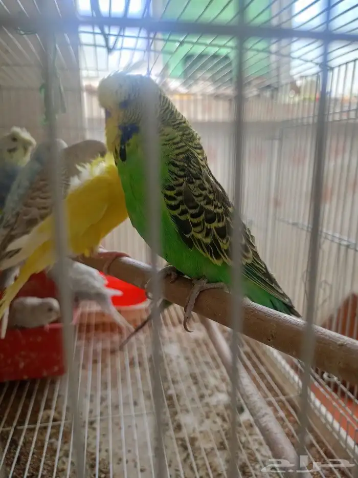 طيور حب إنكليزي وهوقو واسترالي 7