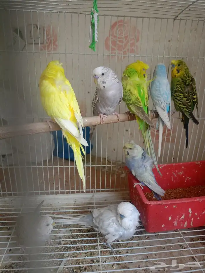 طيور حب إنكليزي وهوقو واسترالي 3