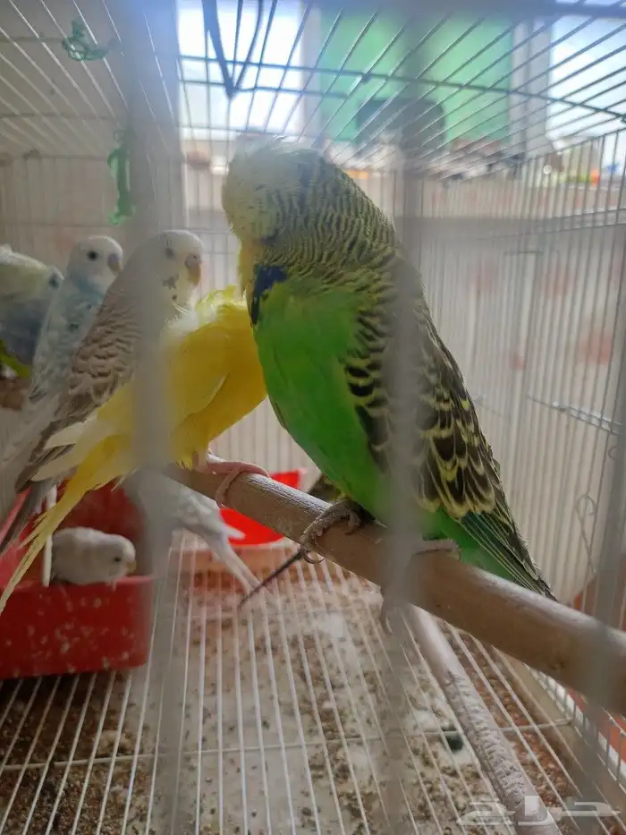 طيور حب إنكليزي وهوقو واسترالي 6