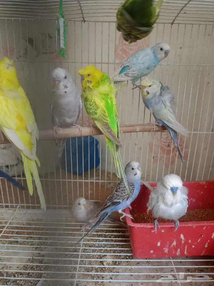 طيور حب إنكليزي وهوقو واسترالي 0