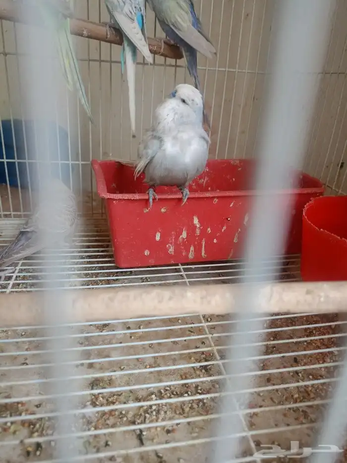 طيور حب إنكليزي وهوقو واسترالي 2