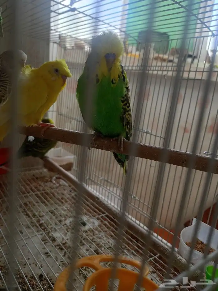 طيور حب إنكليزي وهوقو واسترالي 5