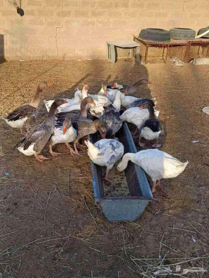 وزه 0