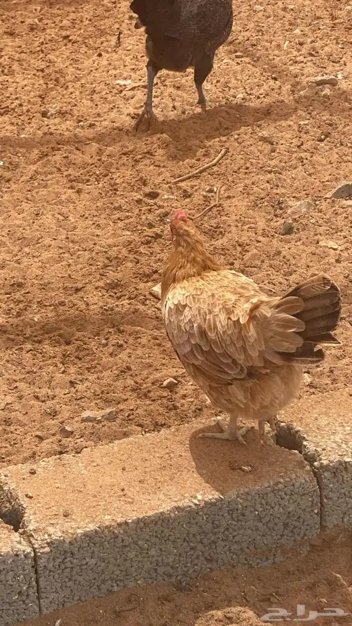 دجاج بلدي بياض 2