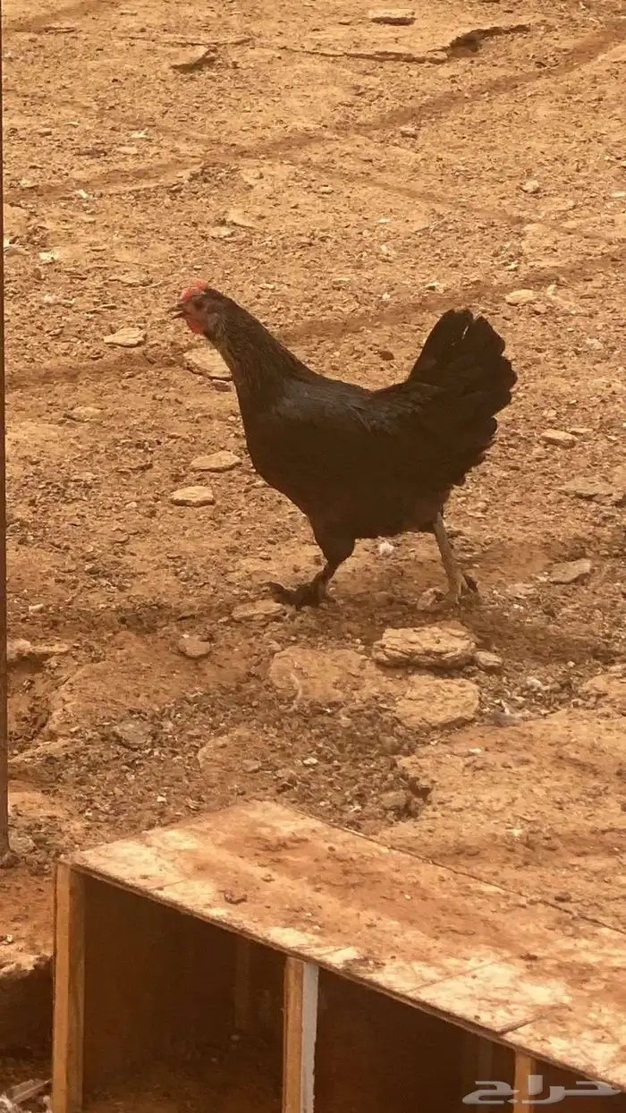 دجاج بلدي بياض 1