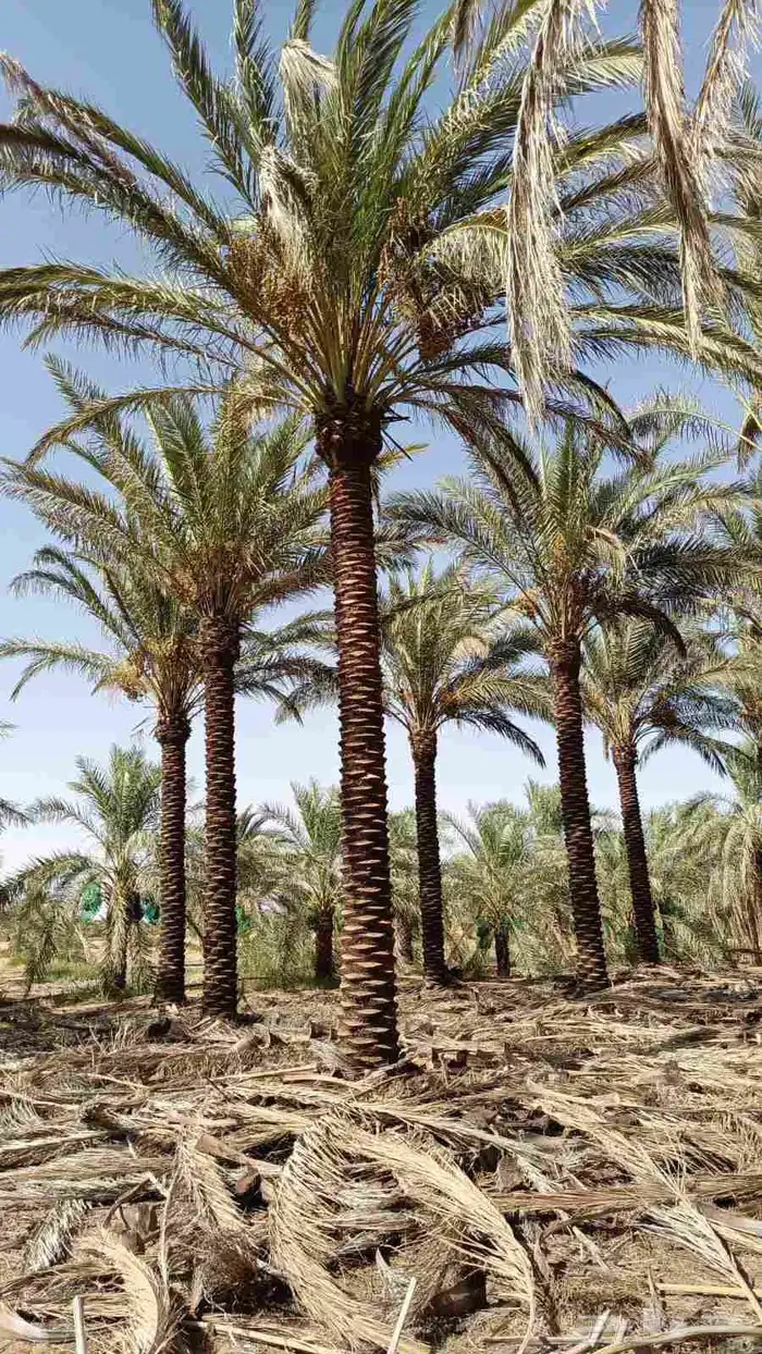 يوجد لدينا نخيل عربي مثمر جميع الأنواع كما نوصل للجميع انحا 1