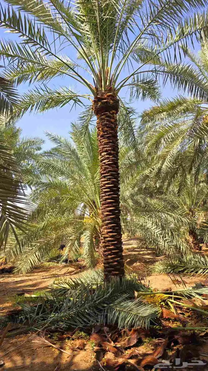 يوجد لدينا نخيل عربي مثمر جميع الأنواع كما نوصل للجميع انحا 2