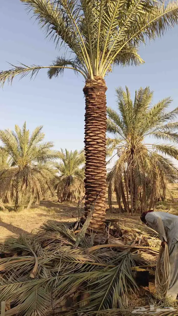 يوجد لدينا نخيل عربي مثمر جميع الأنواع كما نوصل للجميع انحا 6