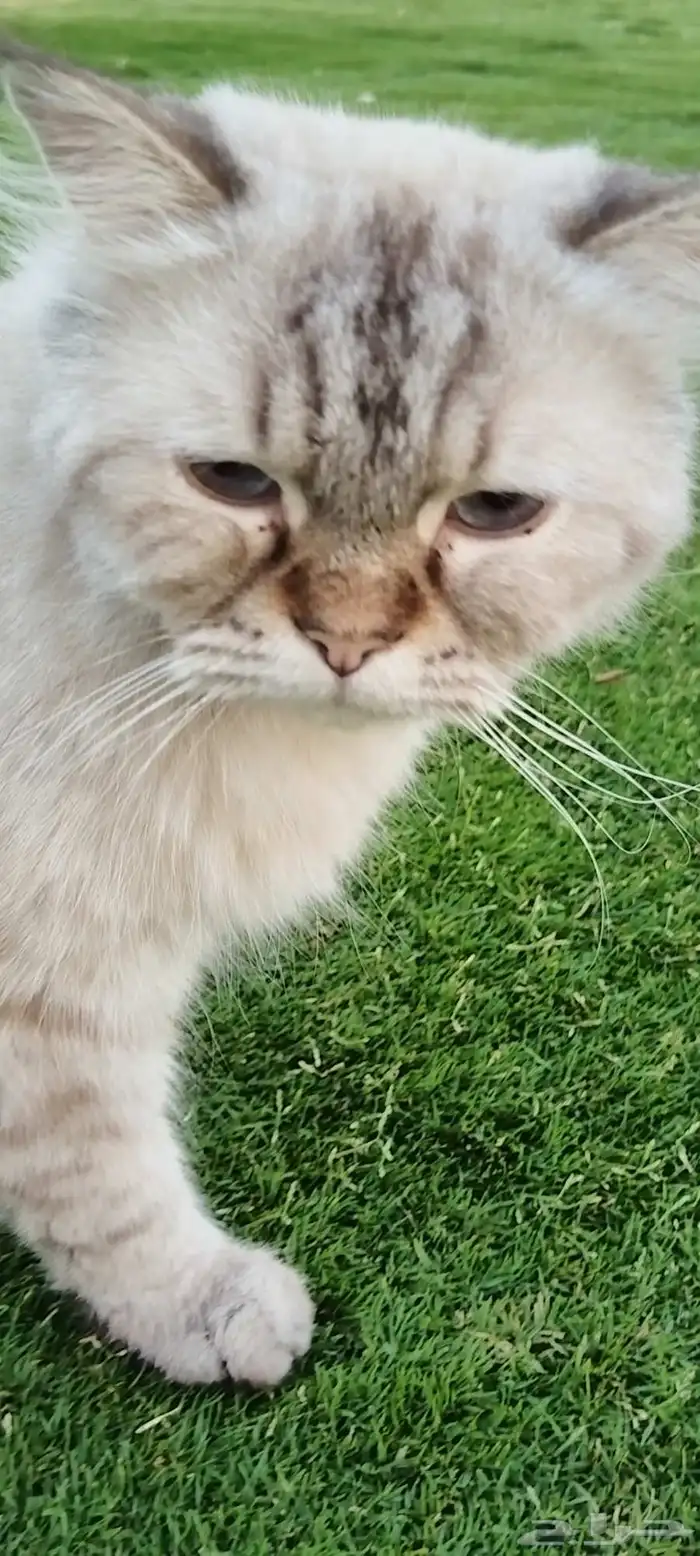 قط ذكر ضايع 2