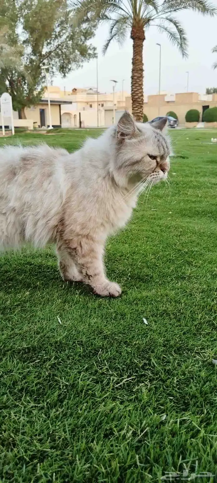 قط ذكر ضايع 1
