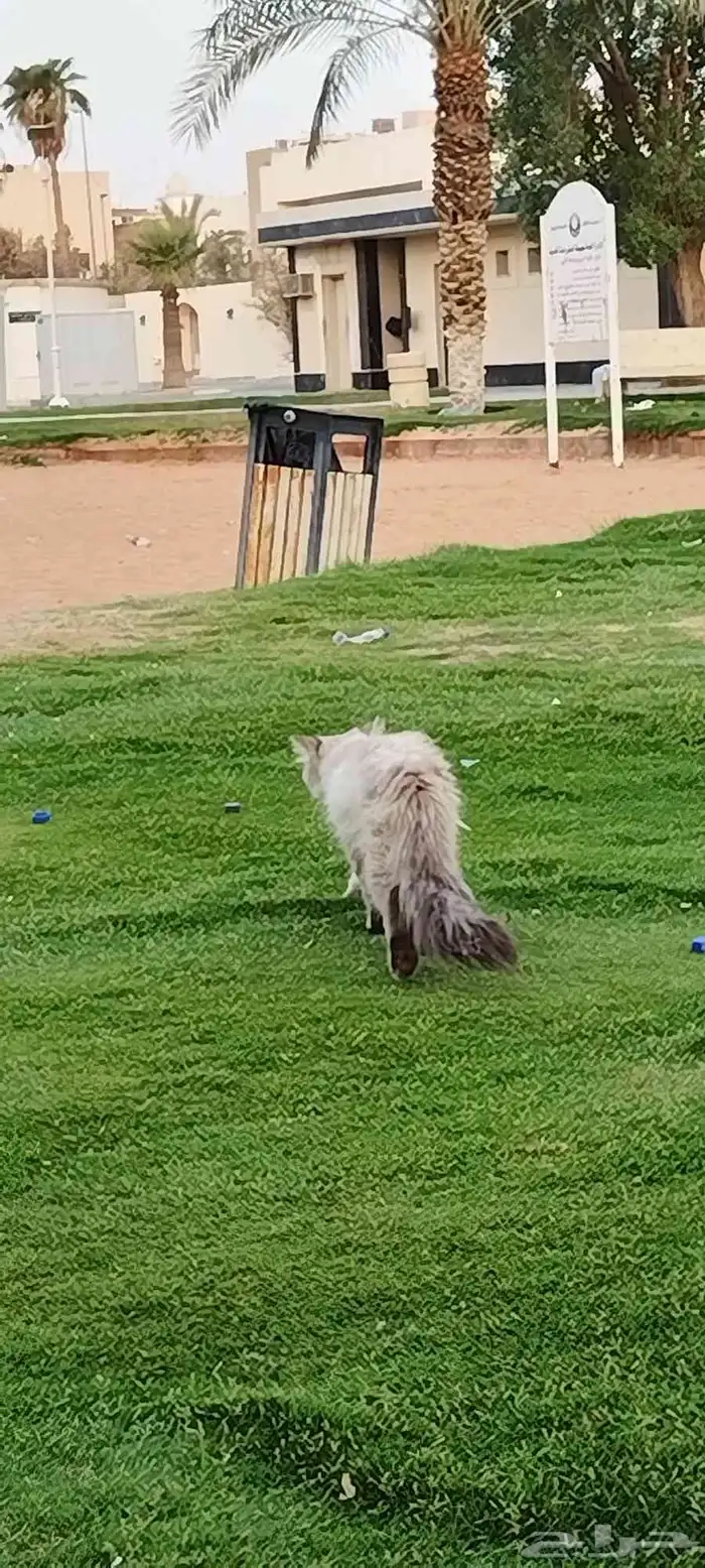 قط ذكر ضايع 3