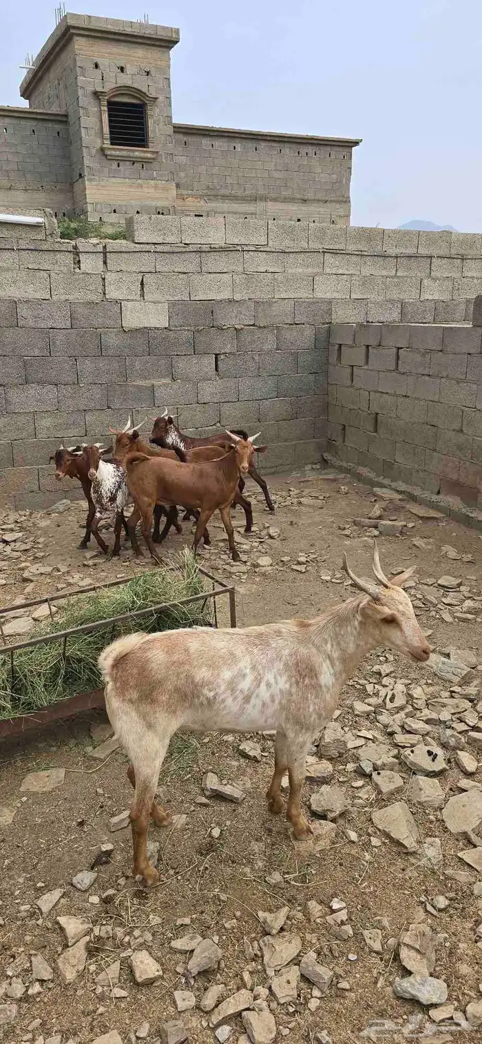 تيوس دهم و وشح مخصى نظيفة شرط 1
