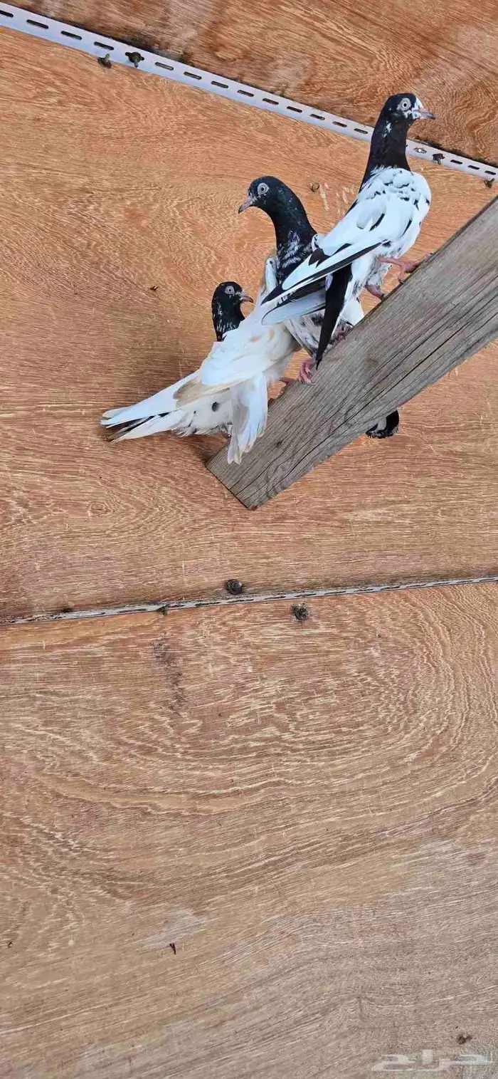 للبيع طيور باكستاني 1