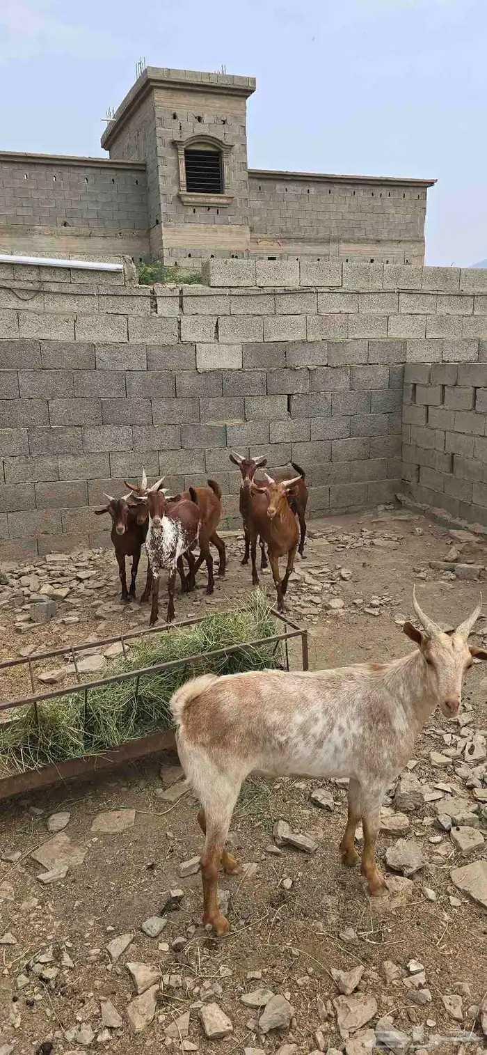 تيوس دهم و وشح مخصى نظيفة شرط 0