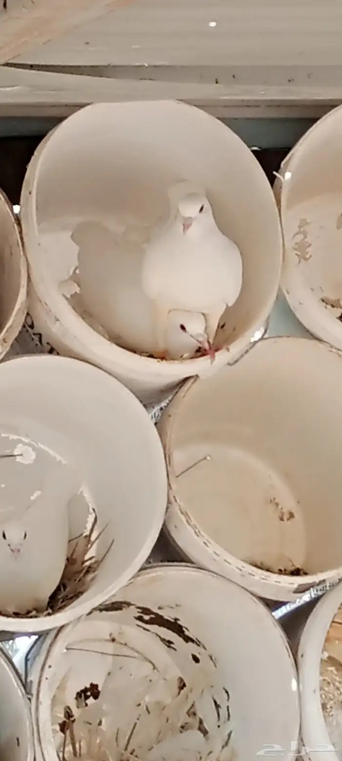 خبير ومعلم فى مجال الحمام وعمل دراسة جدوى للمشروع 4