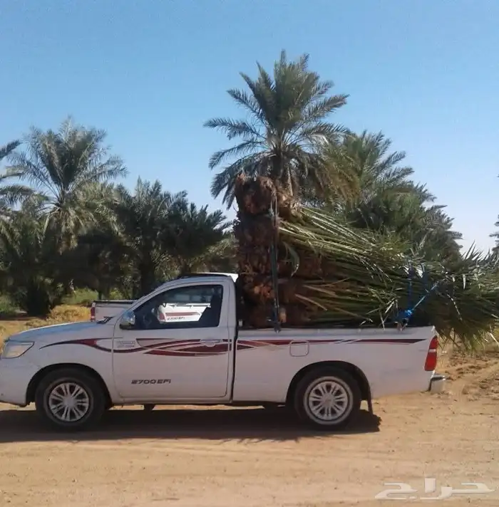 نخل مثمر شغل الترات حجر مباني شبوك 3