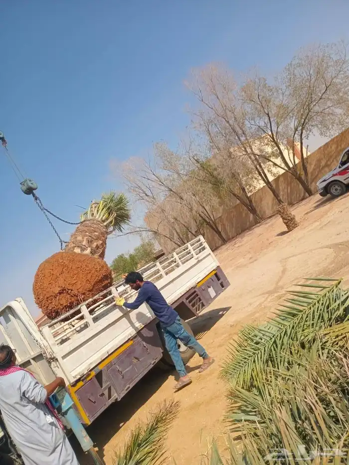 مشالله تبارك الرحمن يوجد فسائل نخيل طيبه مثمر_بجميع_انواعه_و 9