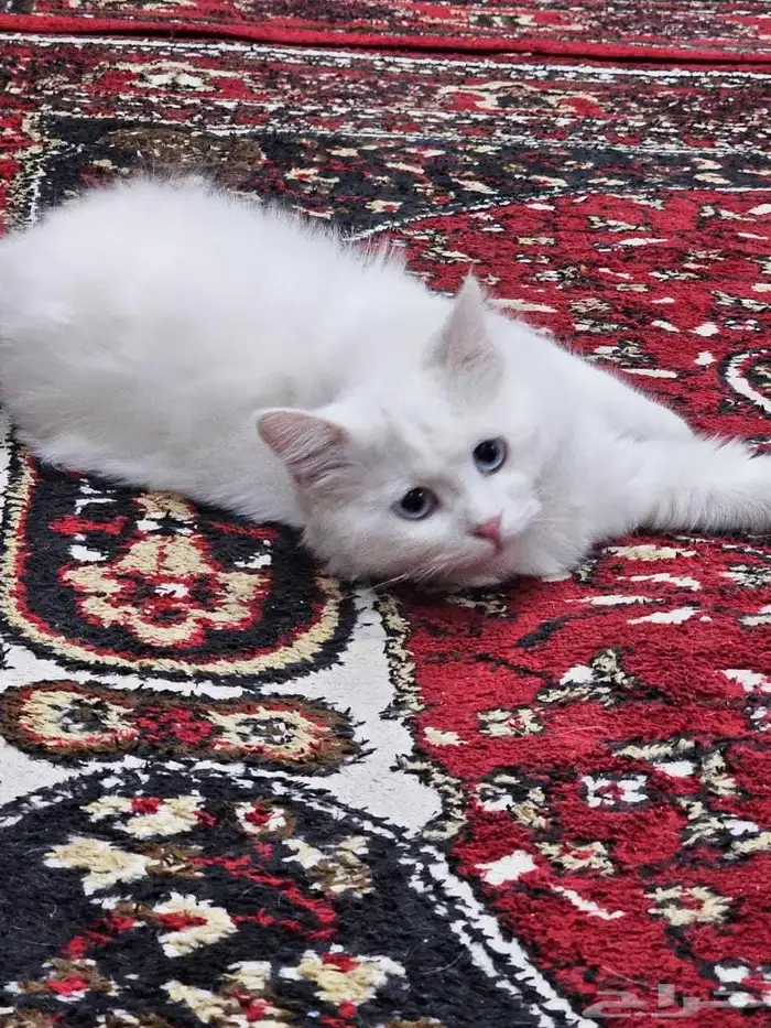 قطط للتبني 3