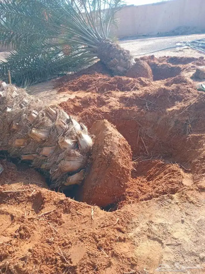 مشالله تبارك الرحمن يوجد فسائل نخيل طيبه مثمر_بجميع_انواعه_و 6