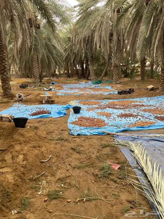 تمر بهائم للبيع مكيس جاهز جمع هالسنة 3