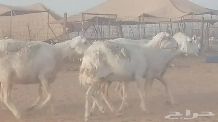 غنم حريات للبيع حدها سمح 26