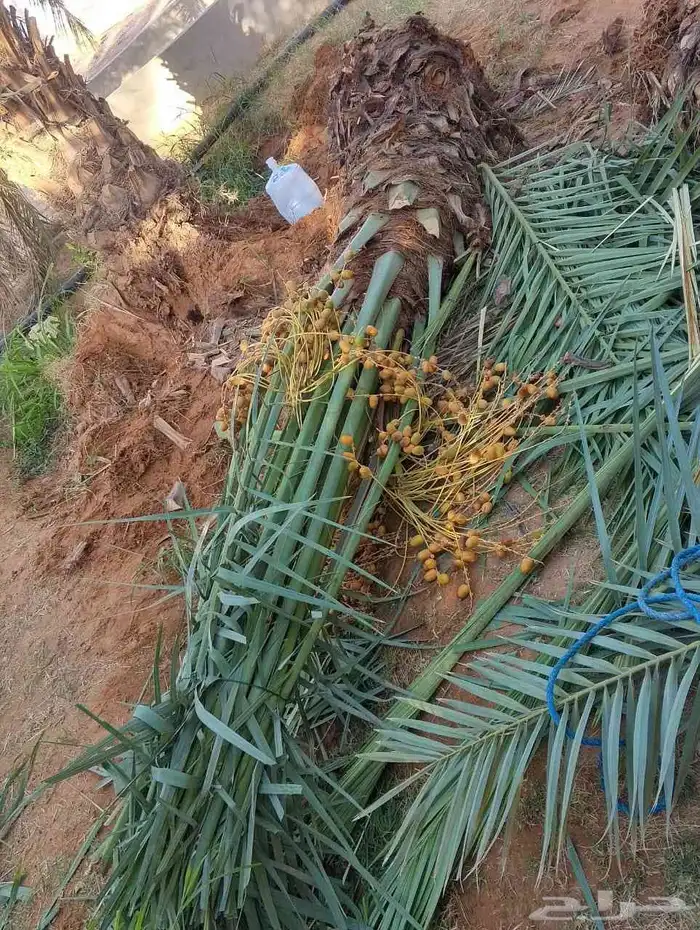 مشالله تبارك الرحمن يوجد فسائل نخيل طيبه مثمر_بجميع_انواعه_و 5