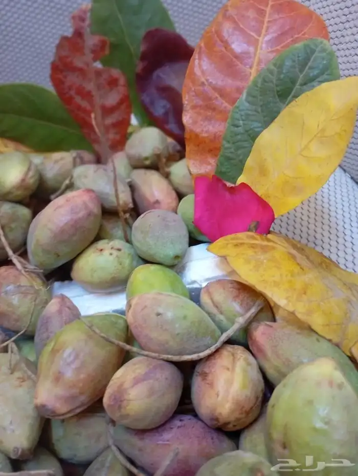 لوز قطيفي الاصلي 3