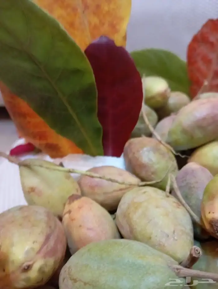 لوز قطيفي الاصلي 6