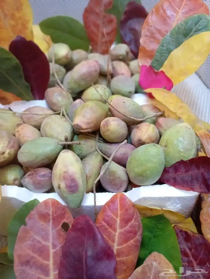 لوز قطيفي الاصلي 4