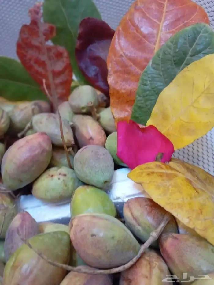 لوز قطيفي الاصلي 5