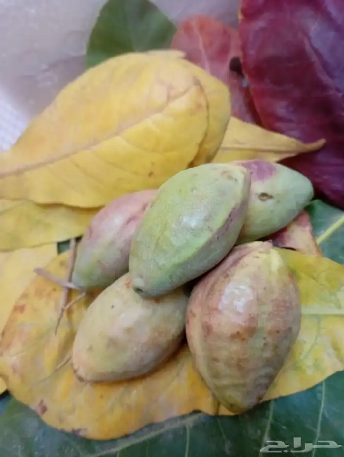 لوز قطيفي الاصلي 9