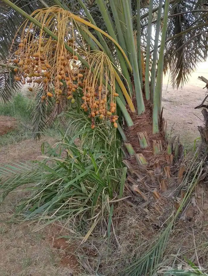 مشالله تبارك الرحمن يوجد فسائل نخيل طيبه مثمر_بجميع_انواعه_و 4