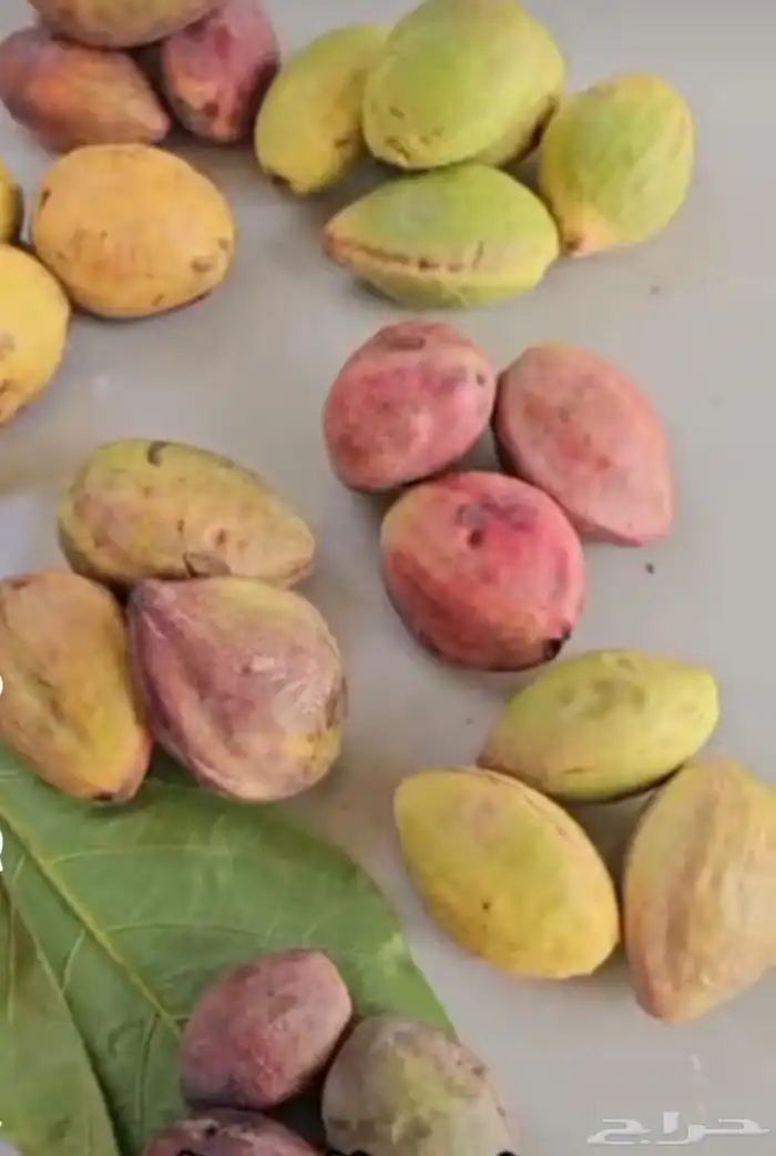 لوز قطيفي الاصلي 0