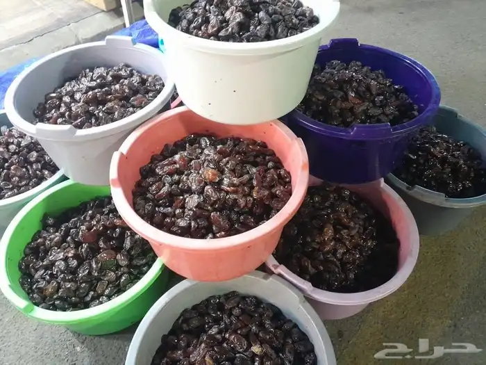 تمور حائل الفاخره 2