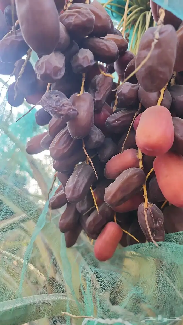 خضري فاخر 40 طن 3
