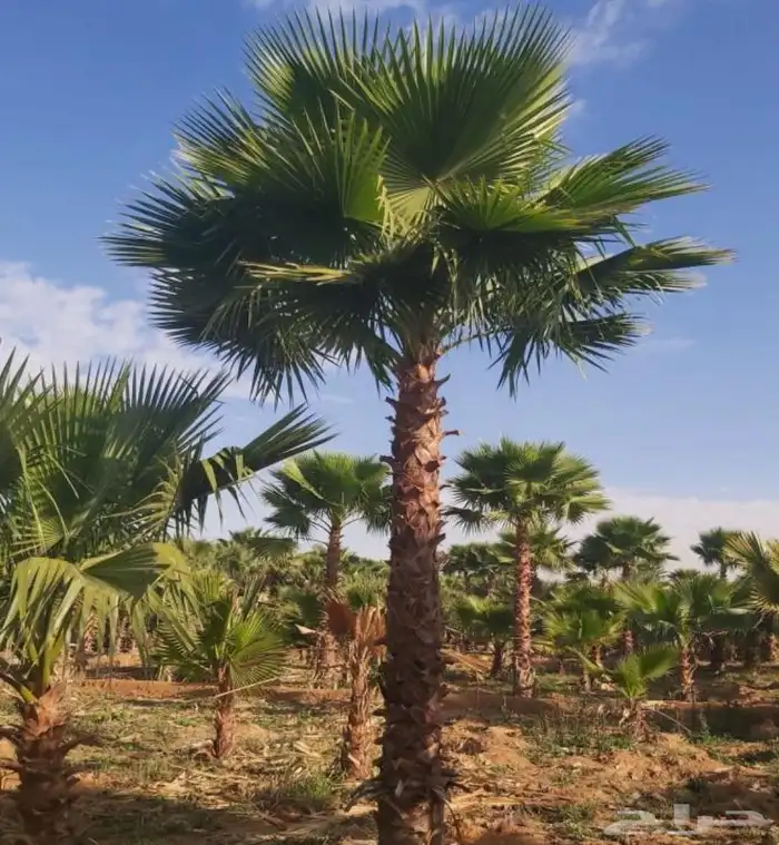 نخل للبيع سكري صقعي مجدول عنبر شهل نخيل عجوه مكتومي ونانه غر 5