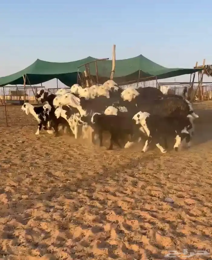 نجد مواليد ودفيع طيبه((( تم البيع ))) 0