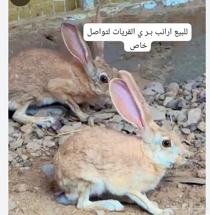 ارانب للبيع حدود 17 جوز القريات تواصل خاص محميه 0