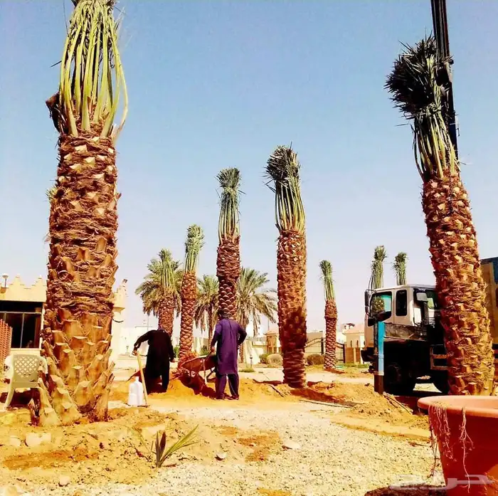 نخل مثمر نخيل نقايل جثايث اخلاص سكري برحي صقعي شيشي واشنطني 8