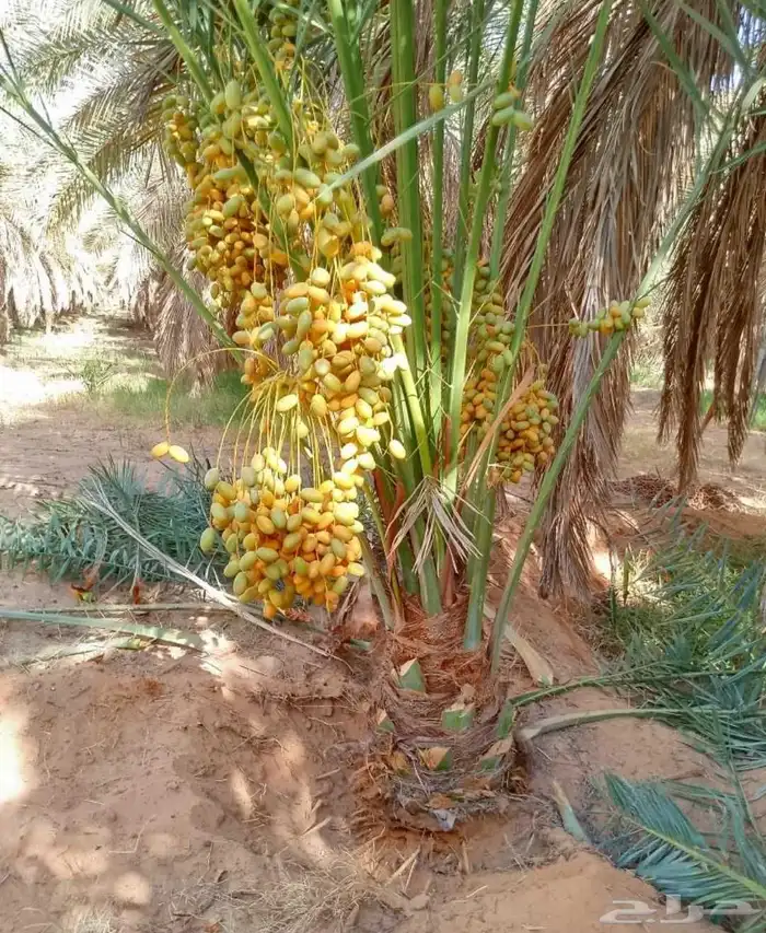 نخل للبيع سكري صقعي مجدول عنبر شهل نخيل عجوه مكتومي ونانه غر 3