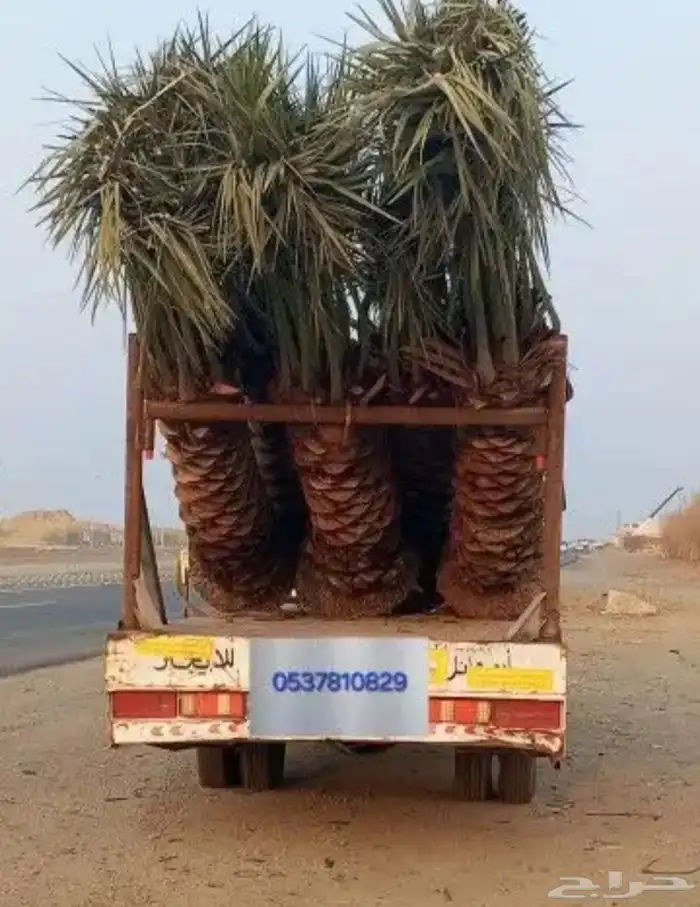 نخل للبيع جميع انواع انخيل 3