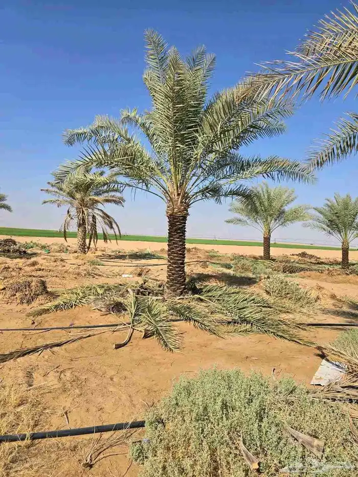 يوجد لدينا جميع انواع الاشجار لتوصل علا 6