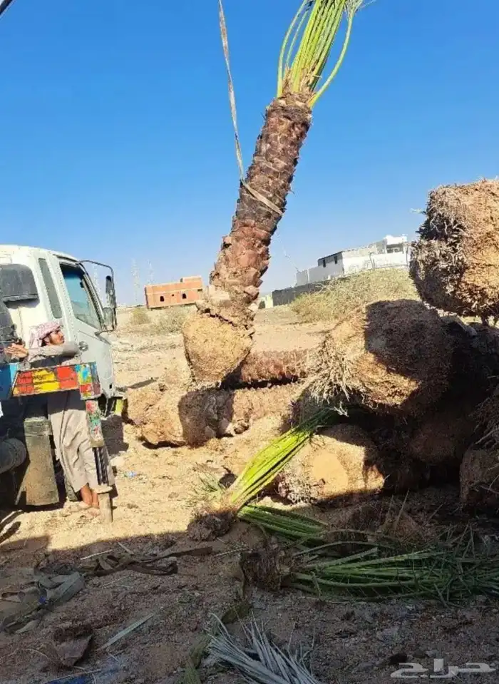 نخل للبيع جميع انواع انخيل 8