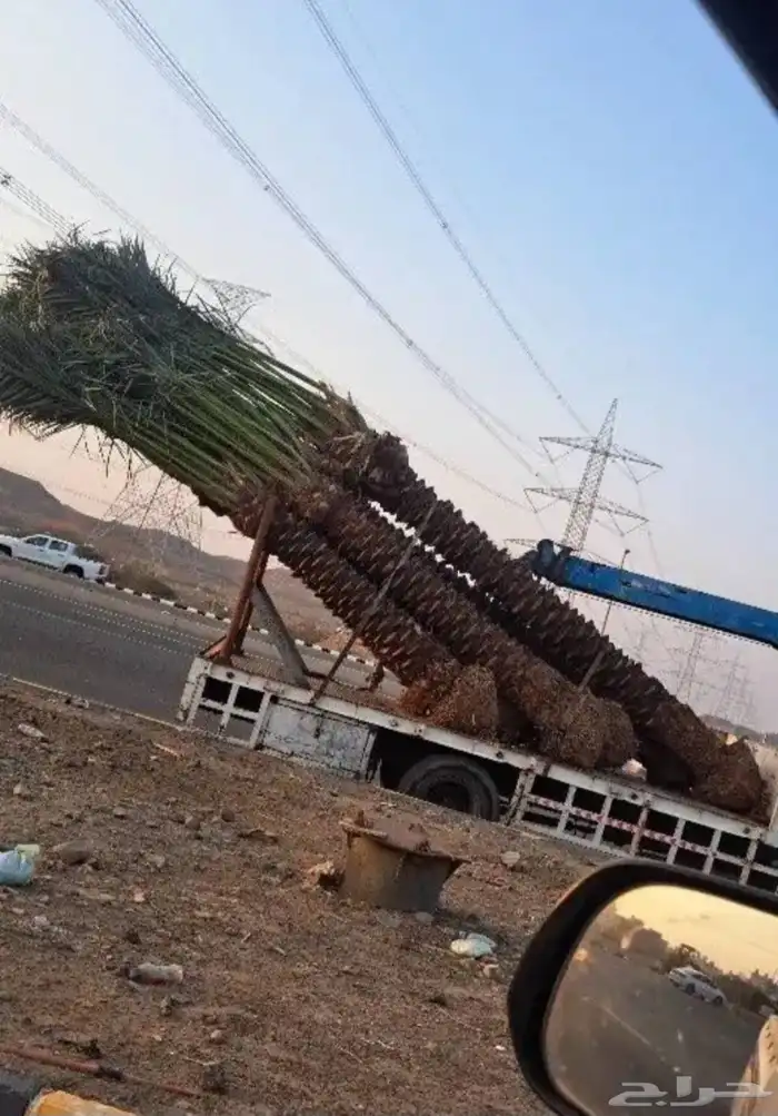 نخل للبيع جميع انواع انخيل 1