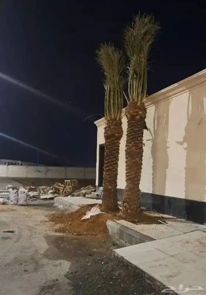 نخل للبيع جميع انواع انخيل 5