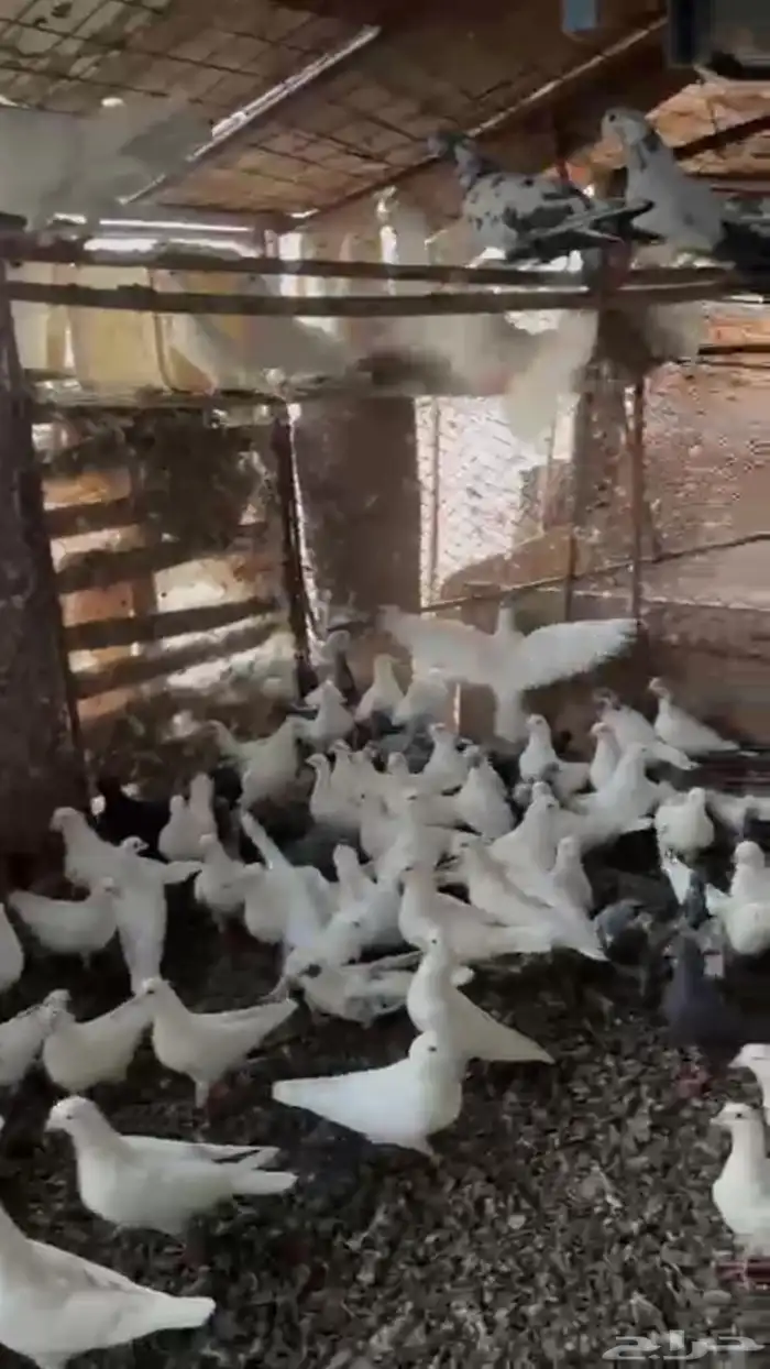 حمام فرنسي منتج 0