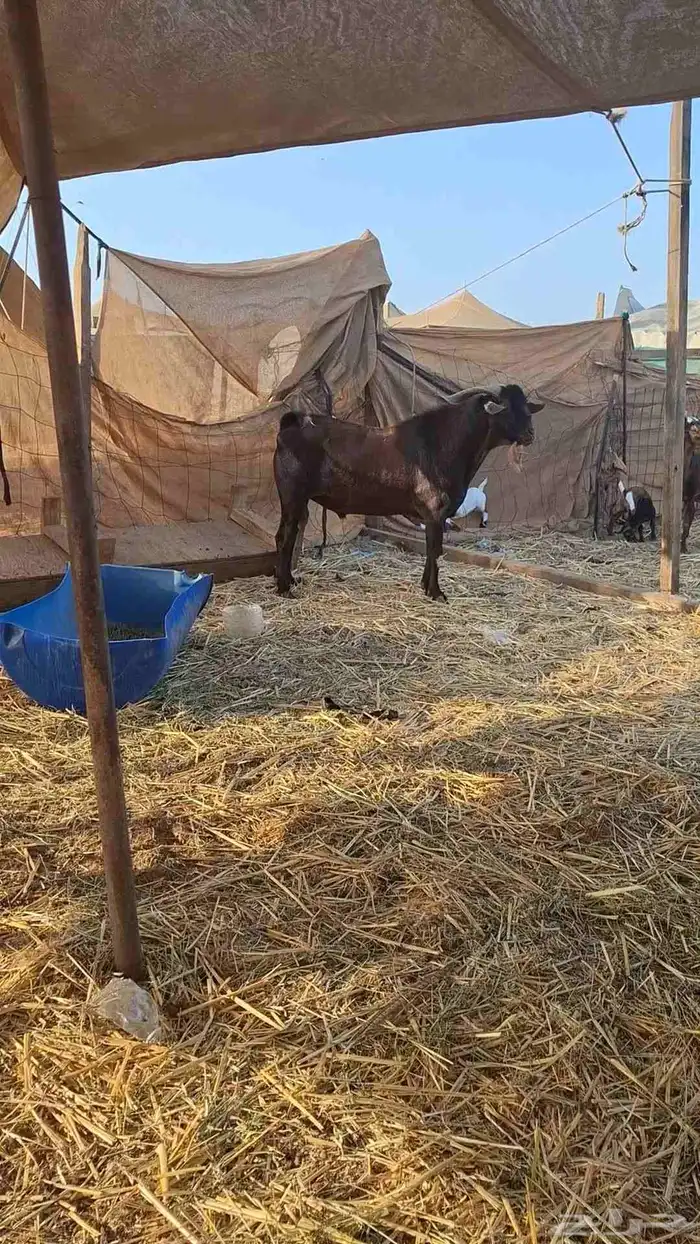 معزاء محايليات دهم 0