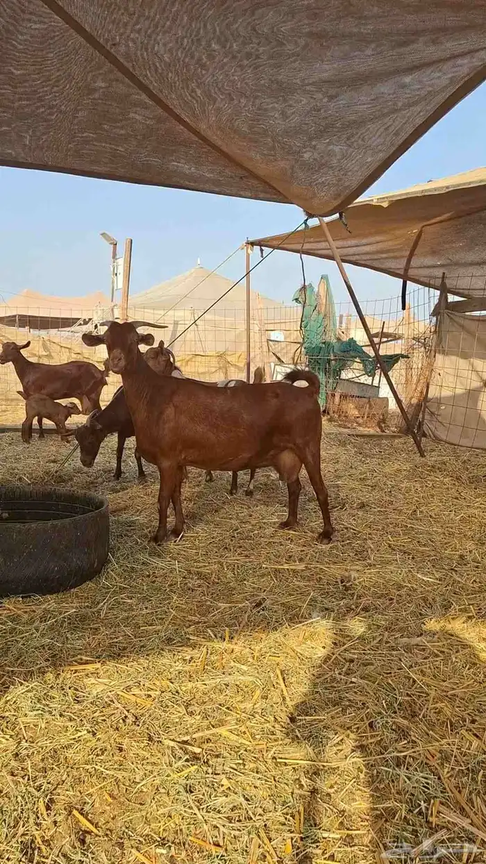 معزاء محايليات دهم 8