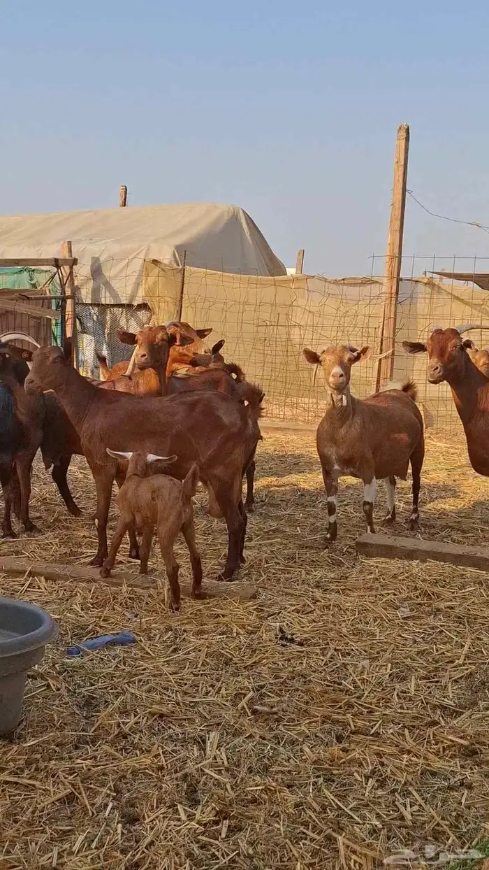 معزاء محايليات دهم 5