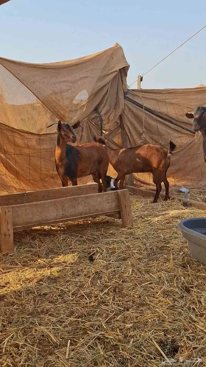 معزاء محايليات دهم 7